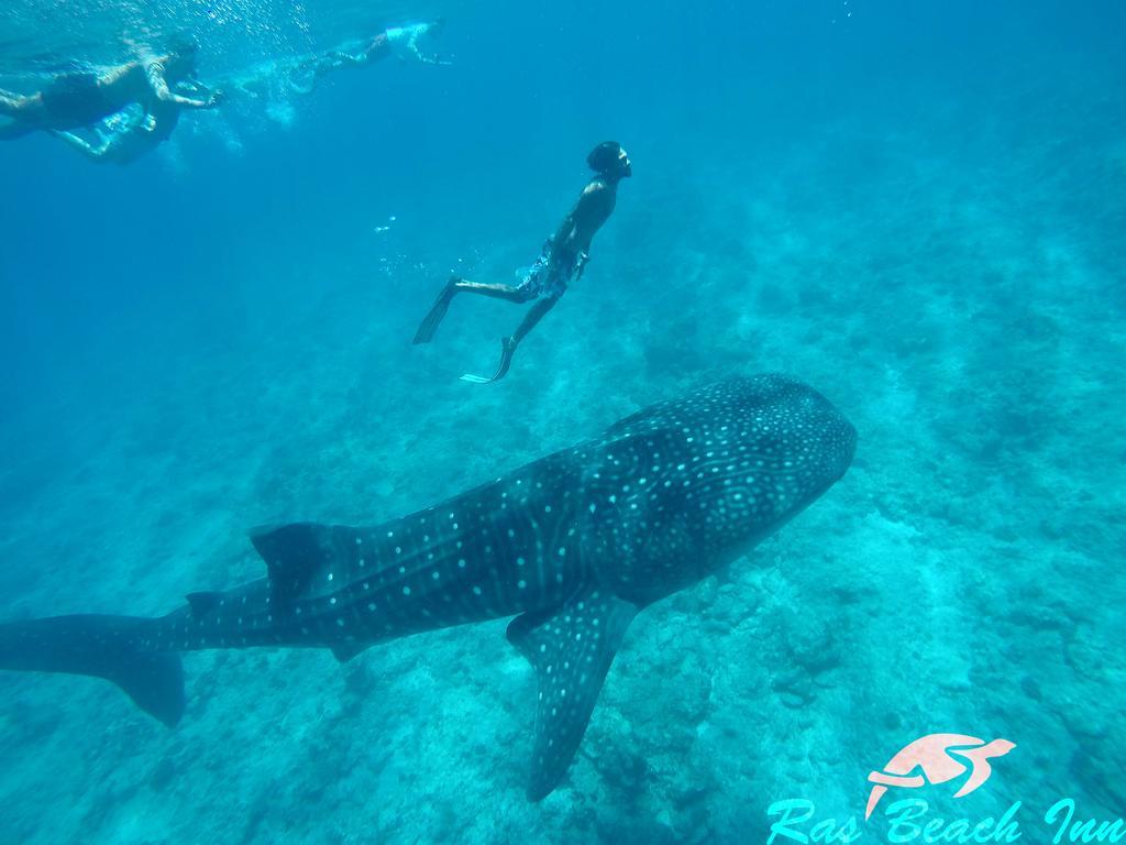 Ras Beach Inn Rasdhoo Esterno foto