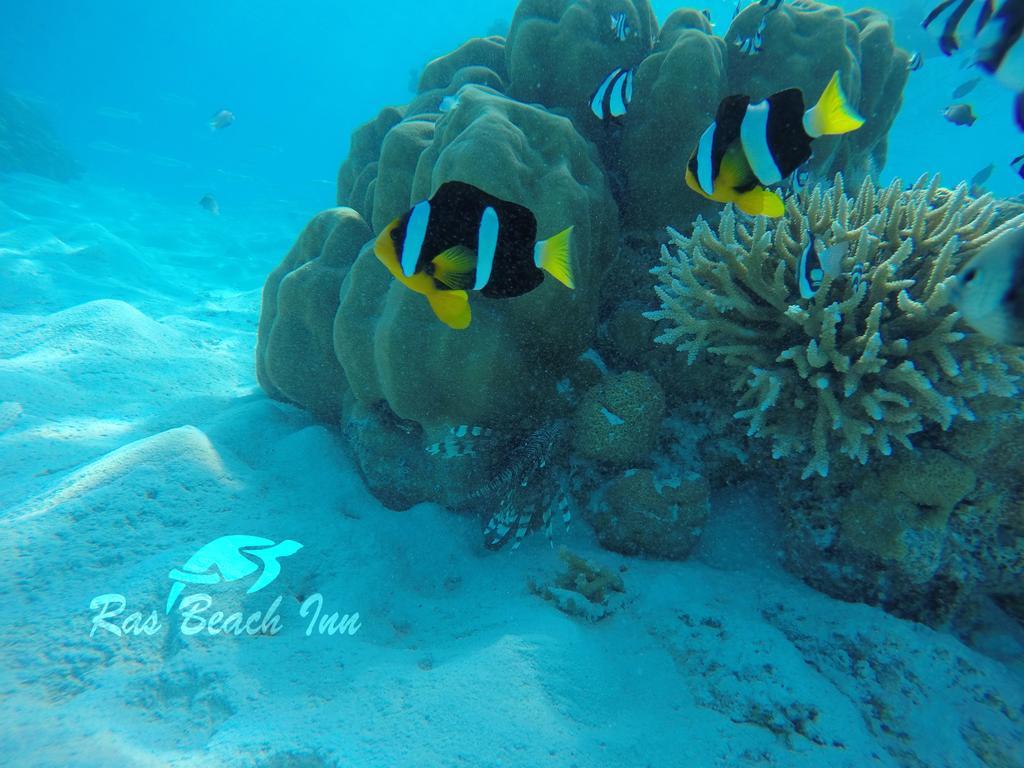 Ras Beach Inn Rasdhoo Esterno foto