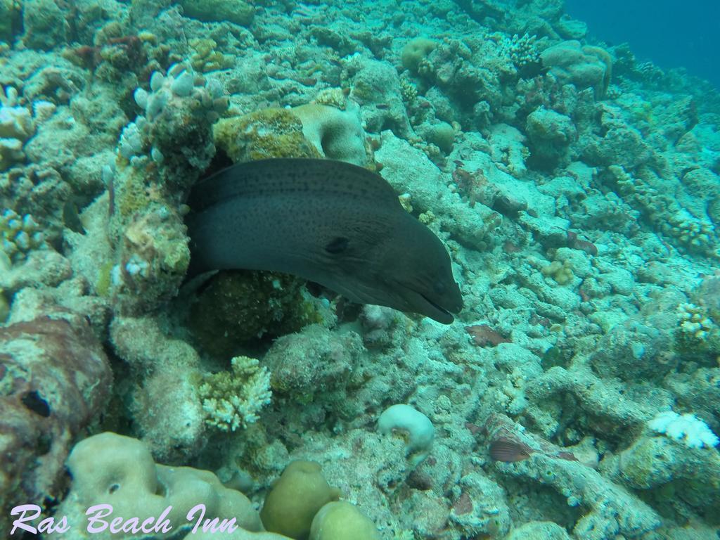 Ras Beach Inn Rasdhoo Esterno foto